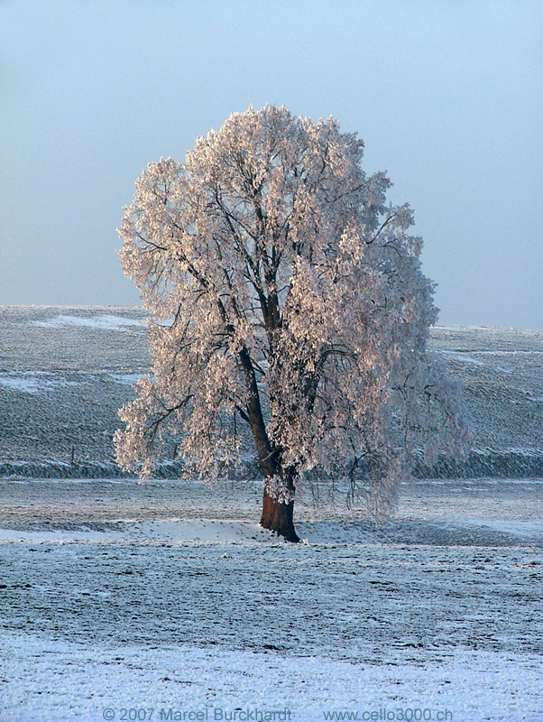 Baum im Winter