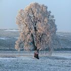 Baum im Winter