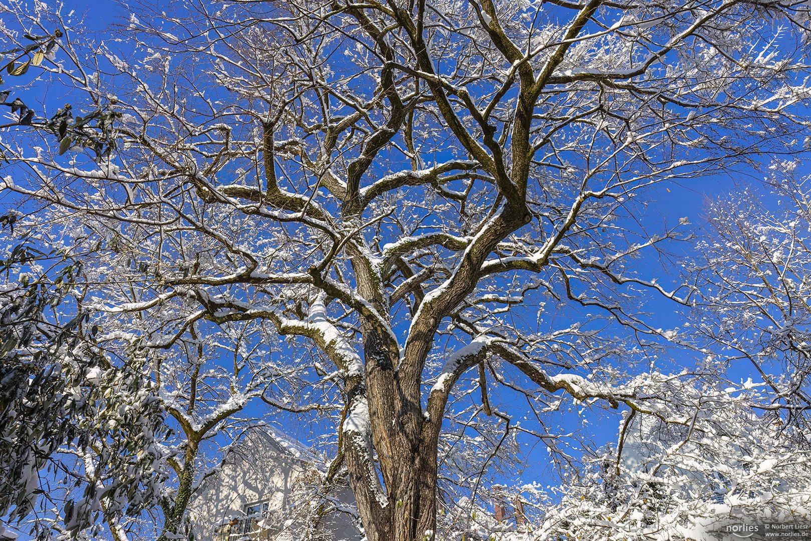 Baum im Winter