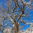 Baum im Winter