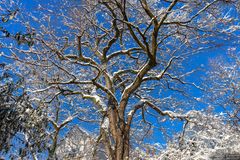 Baum im Winter