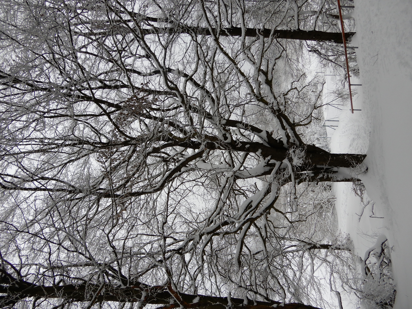 Baum im Winter