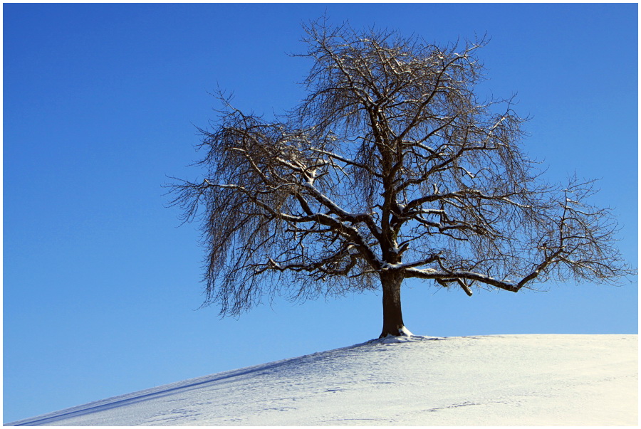 Baum im Winter