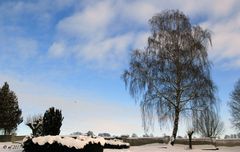 Baum im Winter