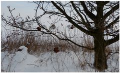 Baum im Winter