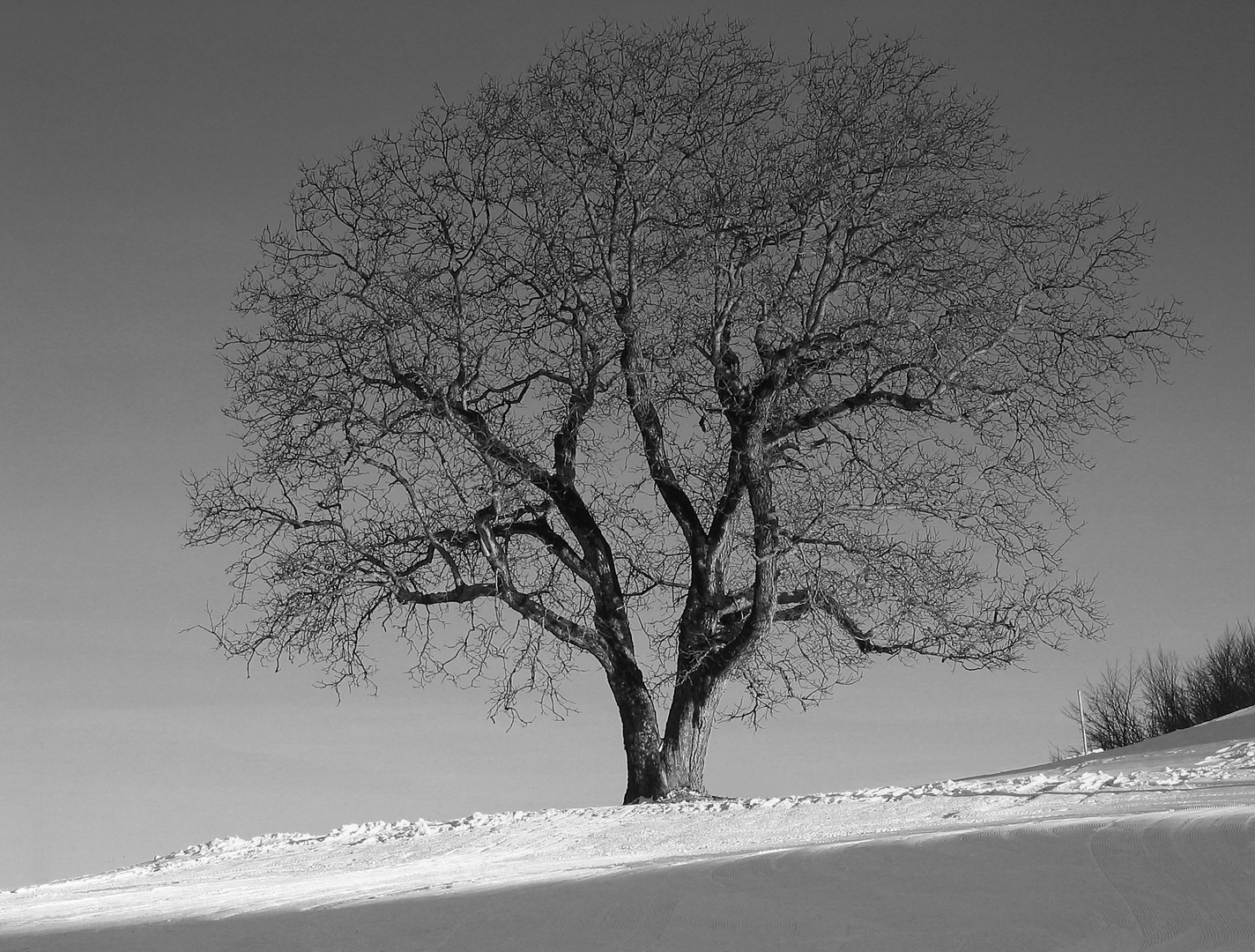 Baum im Winter