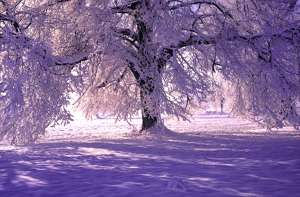 Baum im Winter