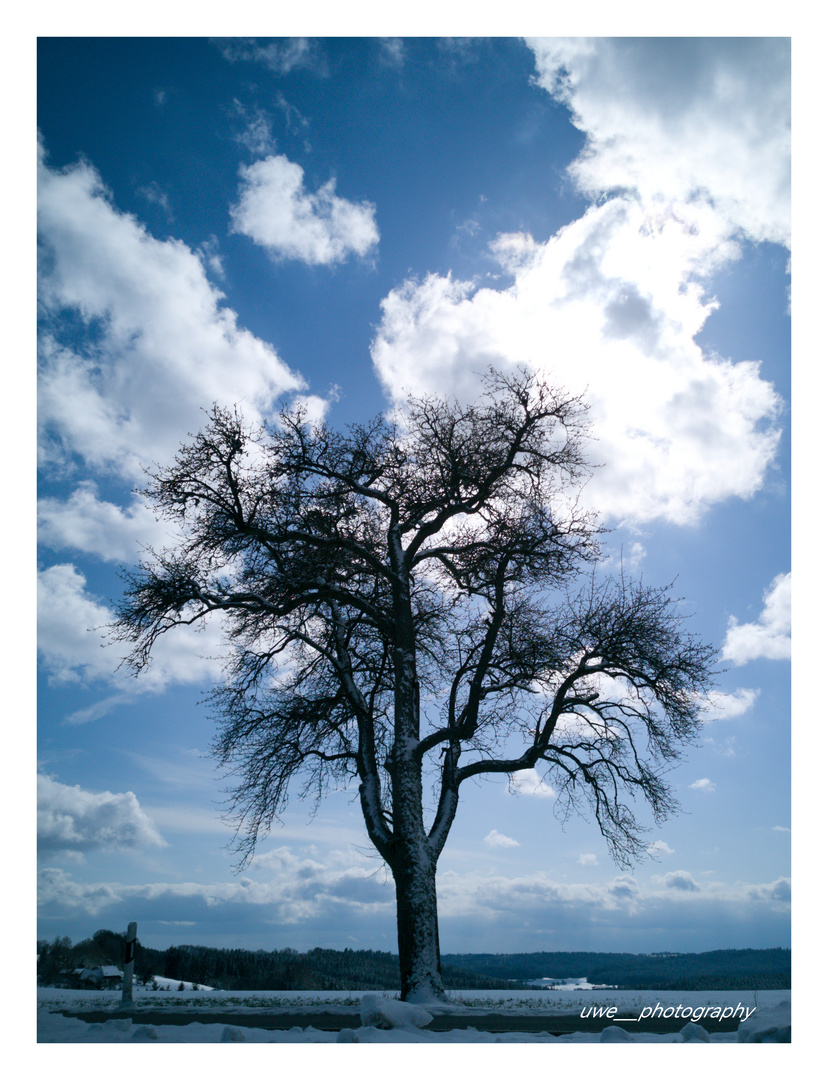 Baum im Winter 