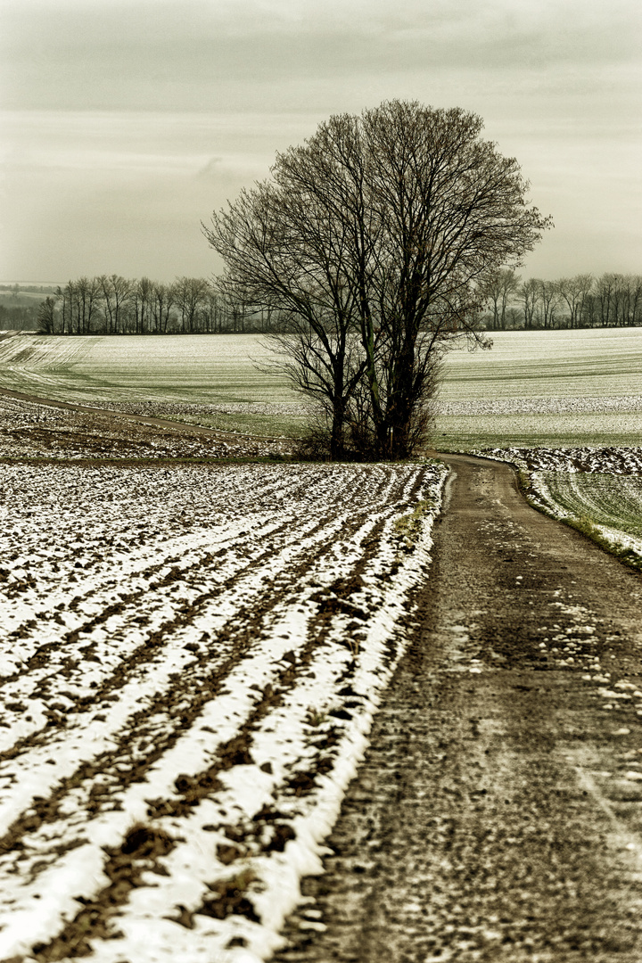 Baum im Winter