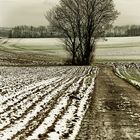 Baum im Winter