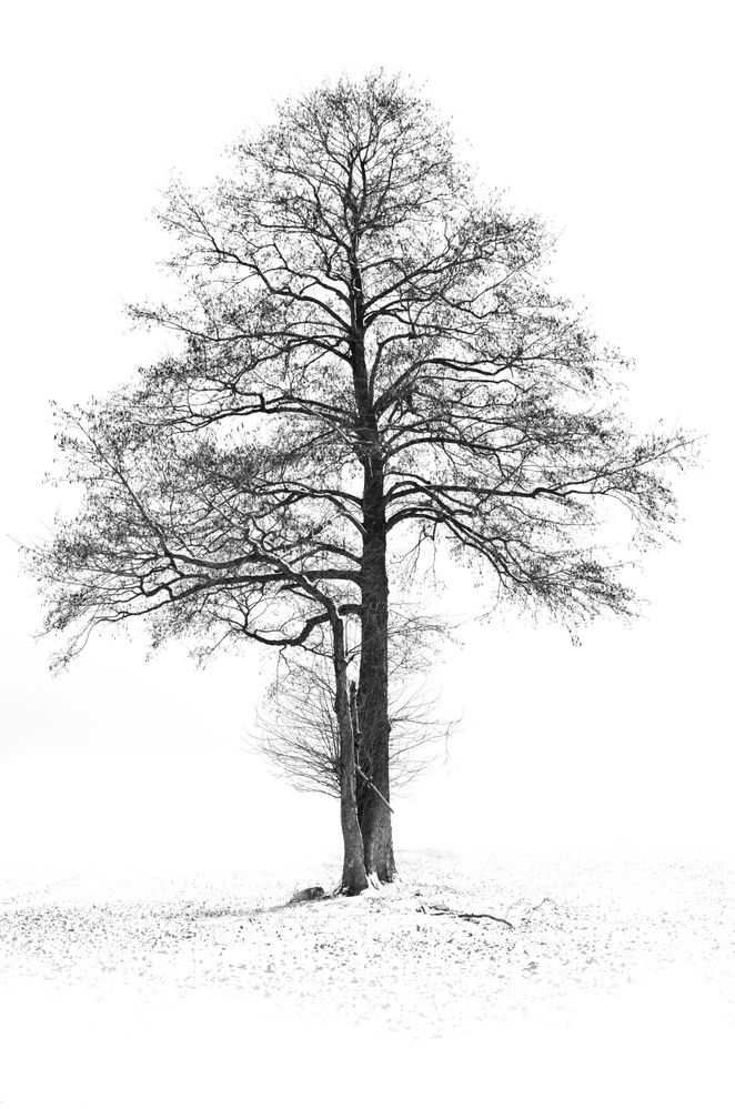 Baum im Winter.