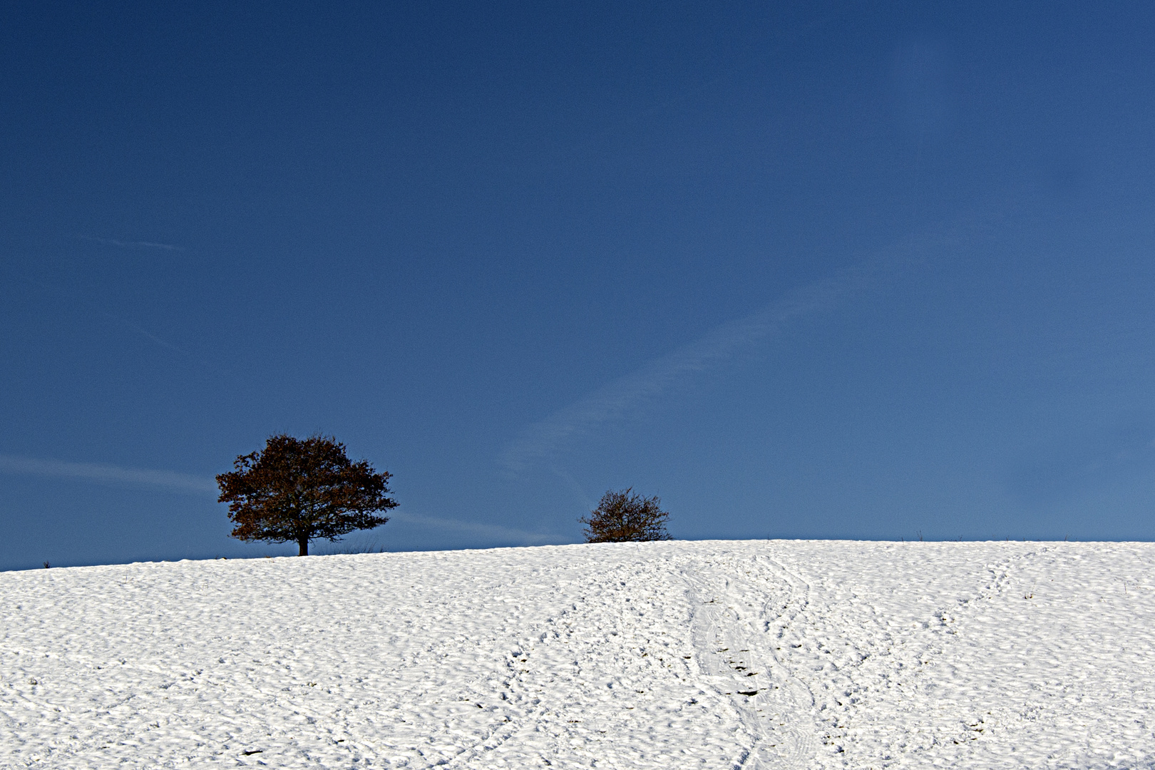 Baum im Winter