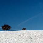 Baum im Winter