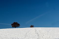 Baum im Winter