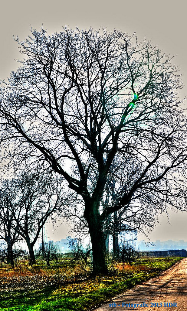 Baum im Winter