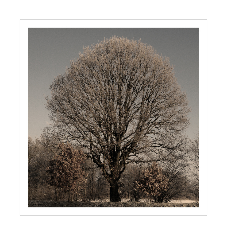 Baum im Winter