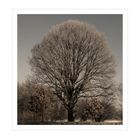 Baum im Winter