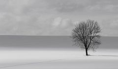 Baum im Winter