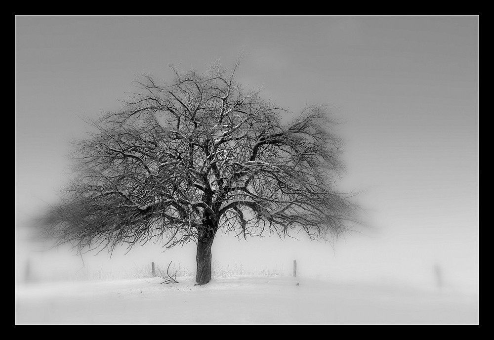 Baum im Winter