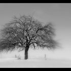 Baum im Winter