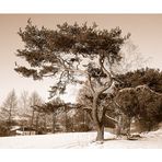 Baum im Winter