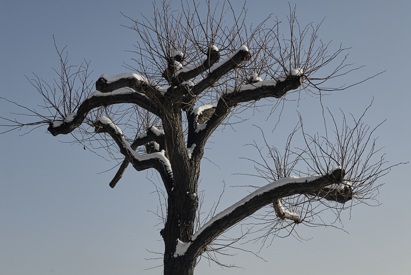 Baum im Winter