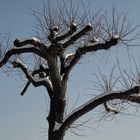 Baum im Winter