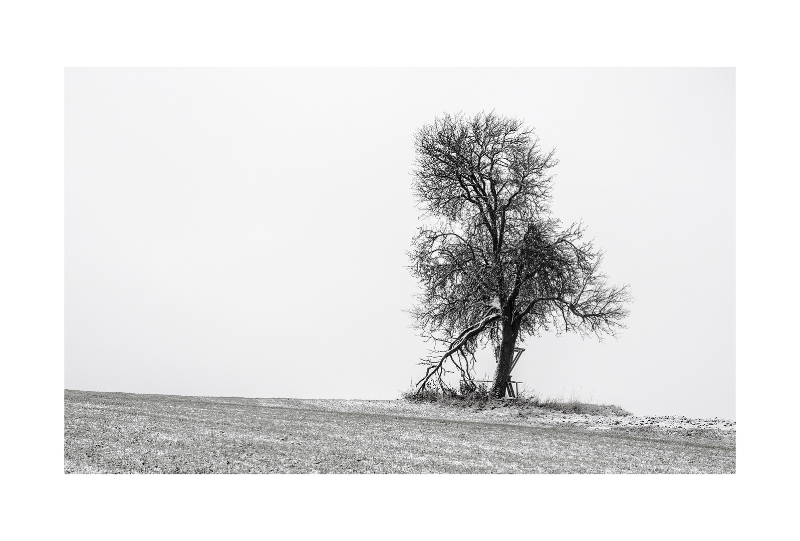 Baum im Winter