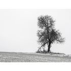 Baum im Winter