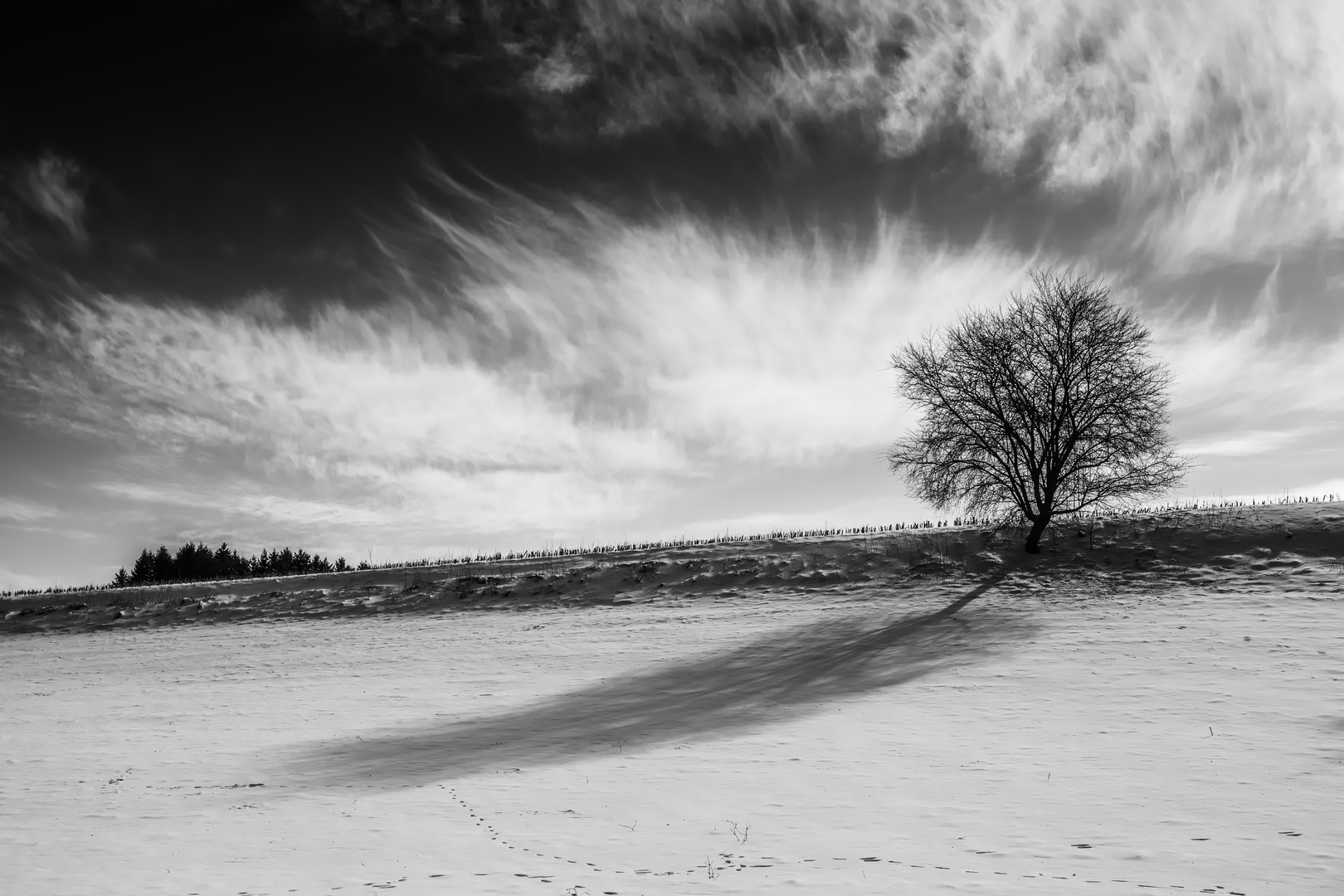 Baum im Winter