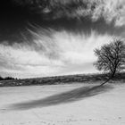 Baum im Winter