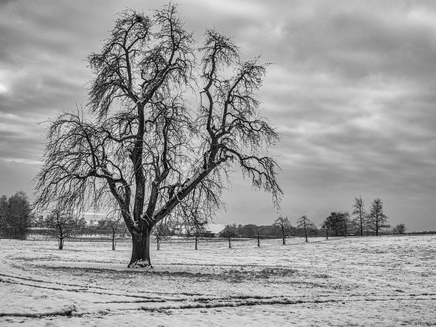 Baum im Winter