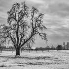 Baum im Winter