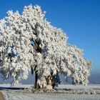 Baum im Winter