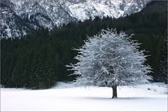 Baum im Winter