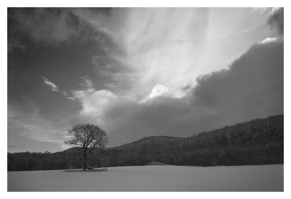 - Baum im Winter -