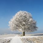 Baum im Winter