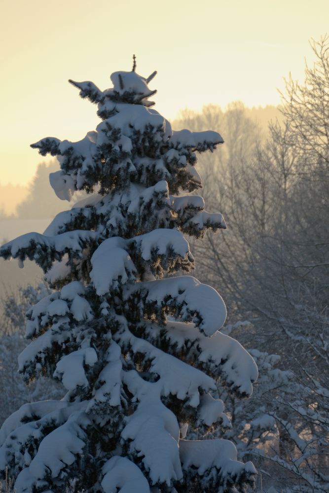 Baum im Winter