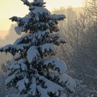 Baum im Winter