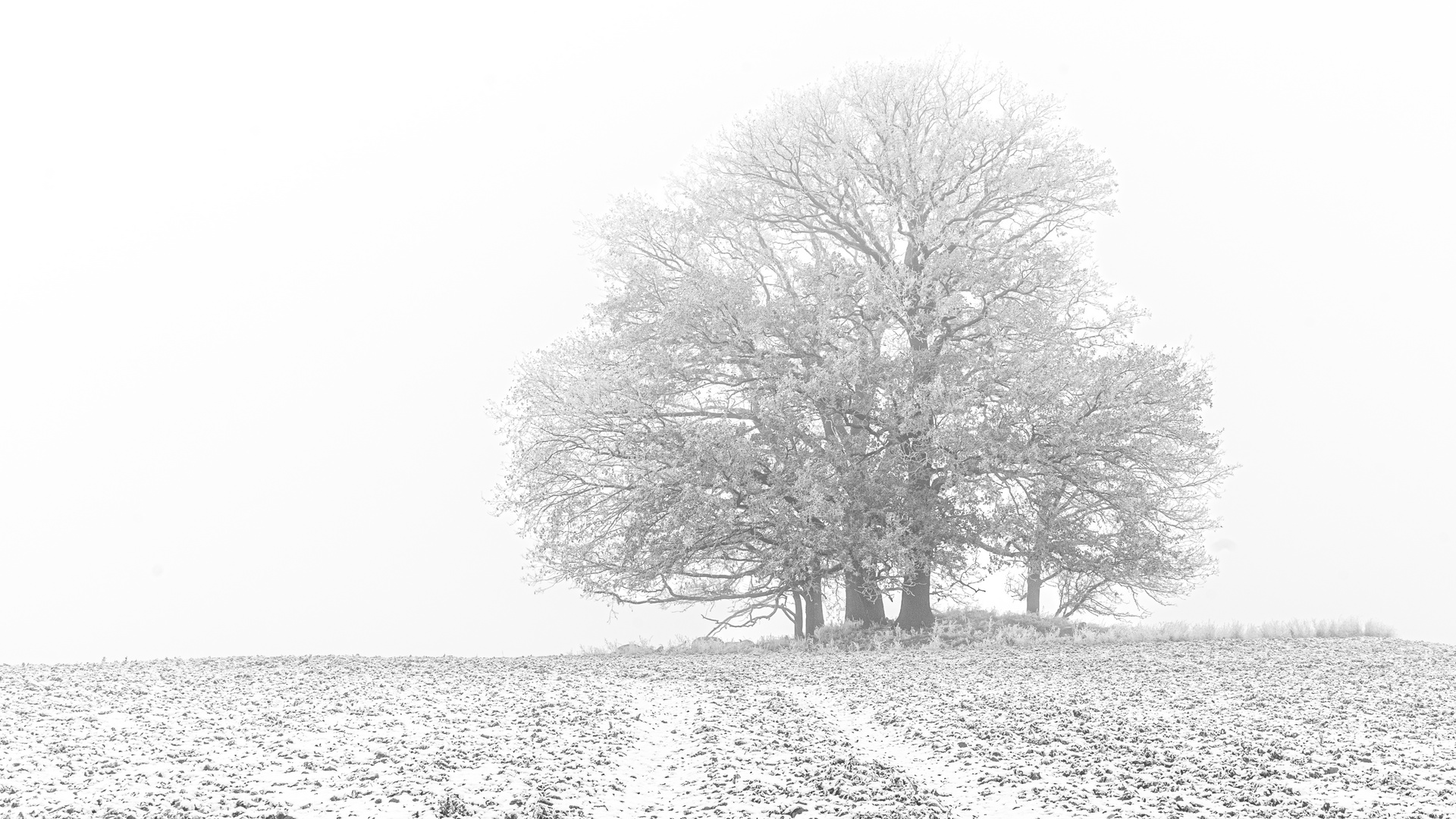 Baum im Winter ...