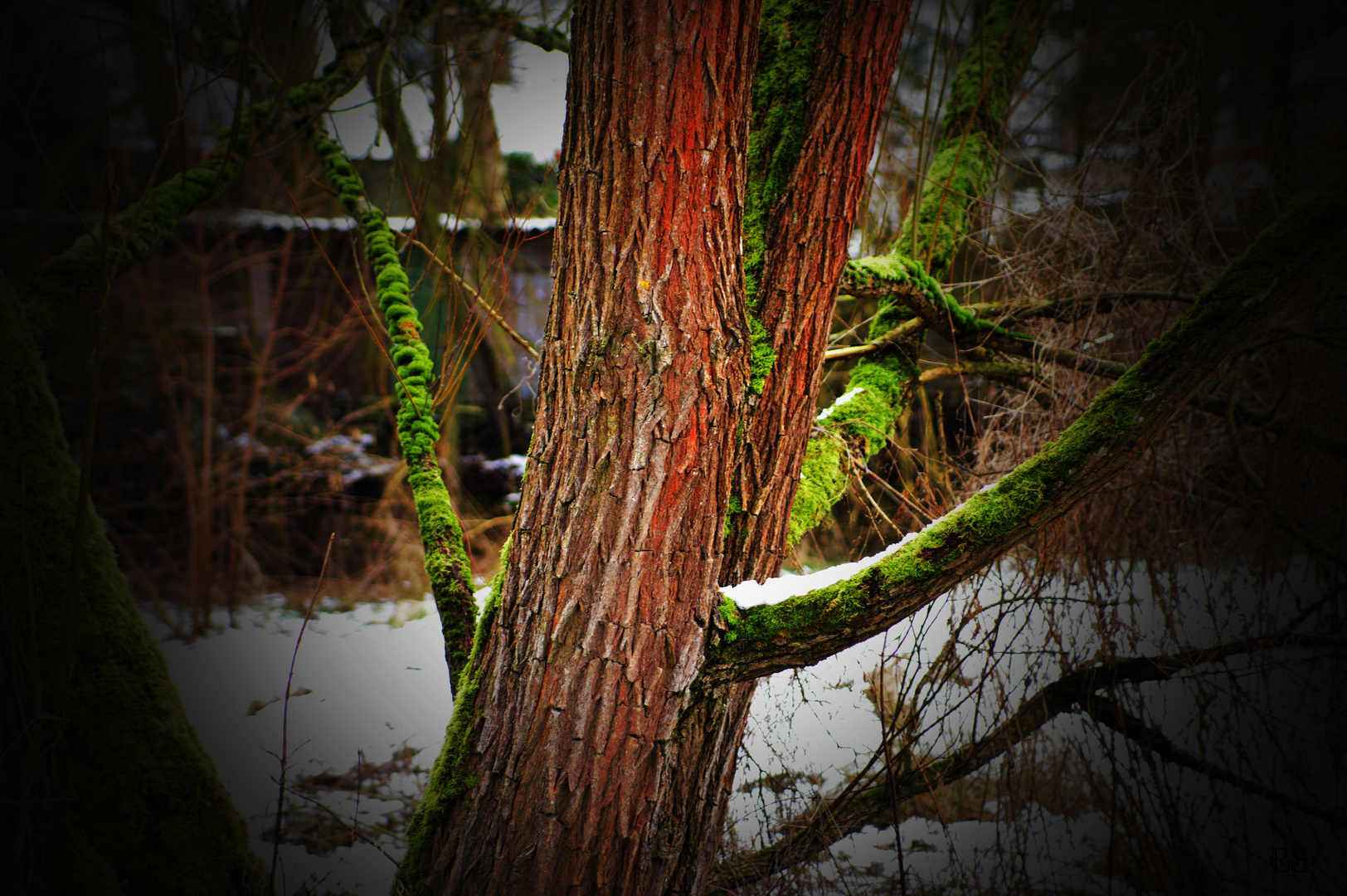 Baum im winter