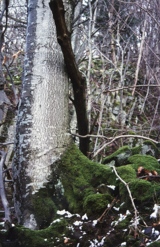 Baum im Winter