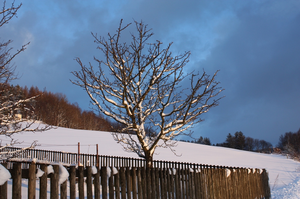 Baum im Winter