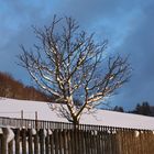 Baum im Winter