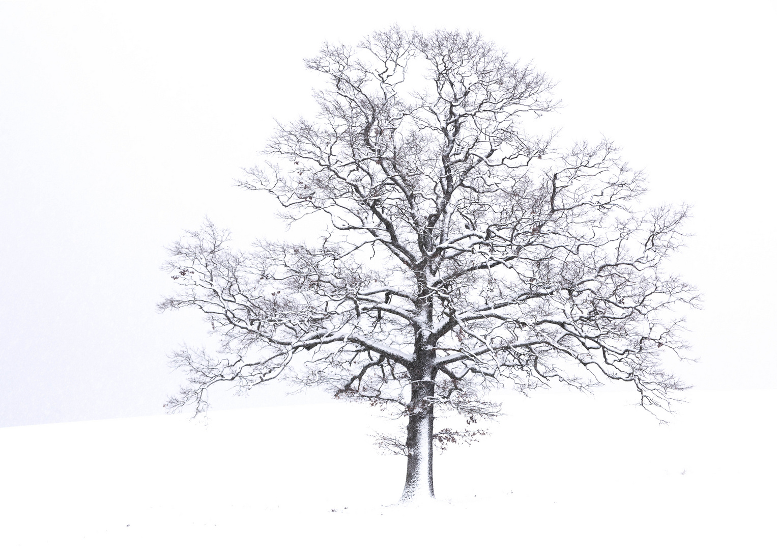 Baum im Winter