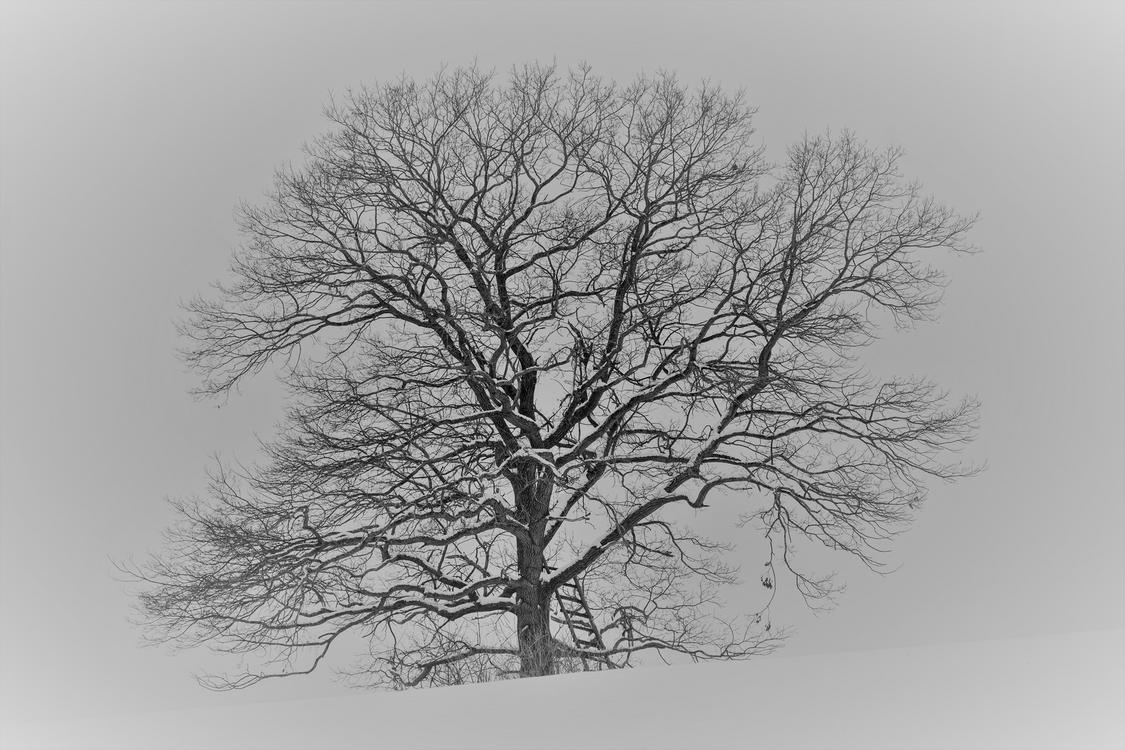 Baum im Winter