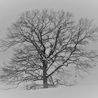 Baum im Winter