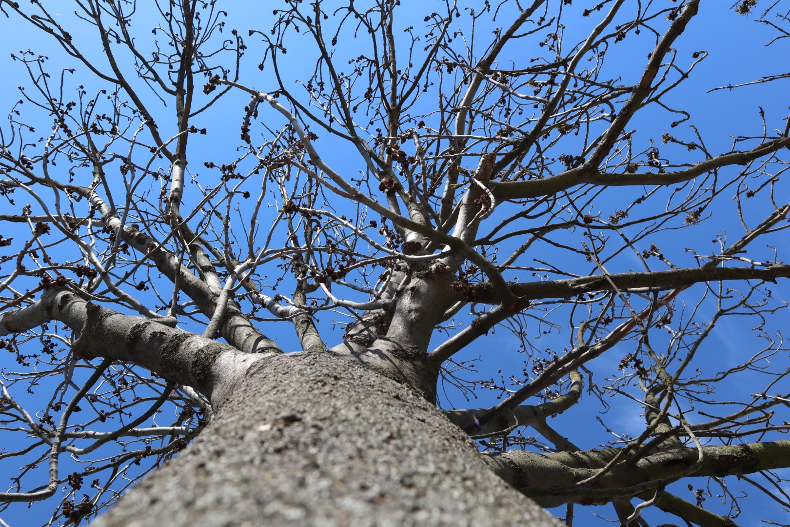 Baum im Winter