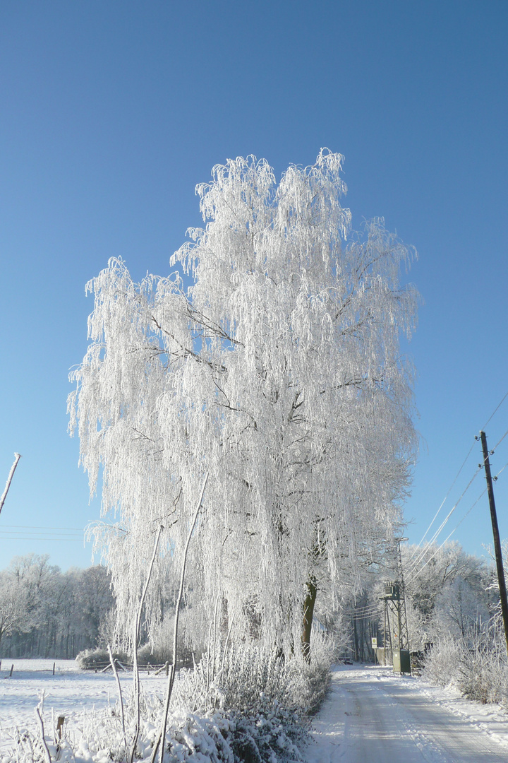 Baum im Winter