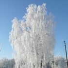 Baum im Winter